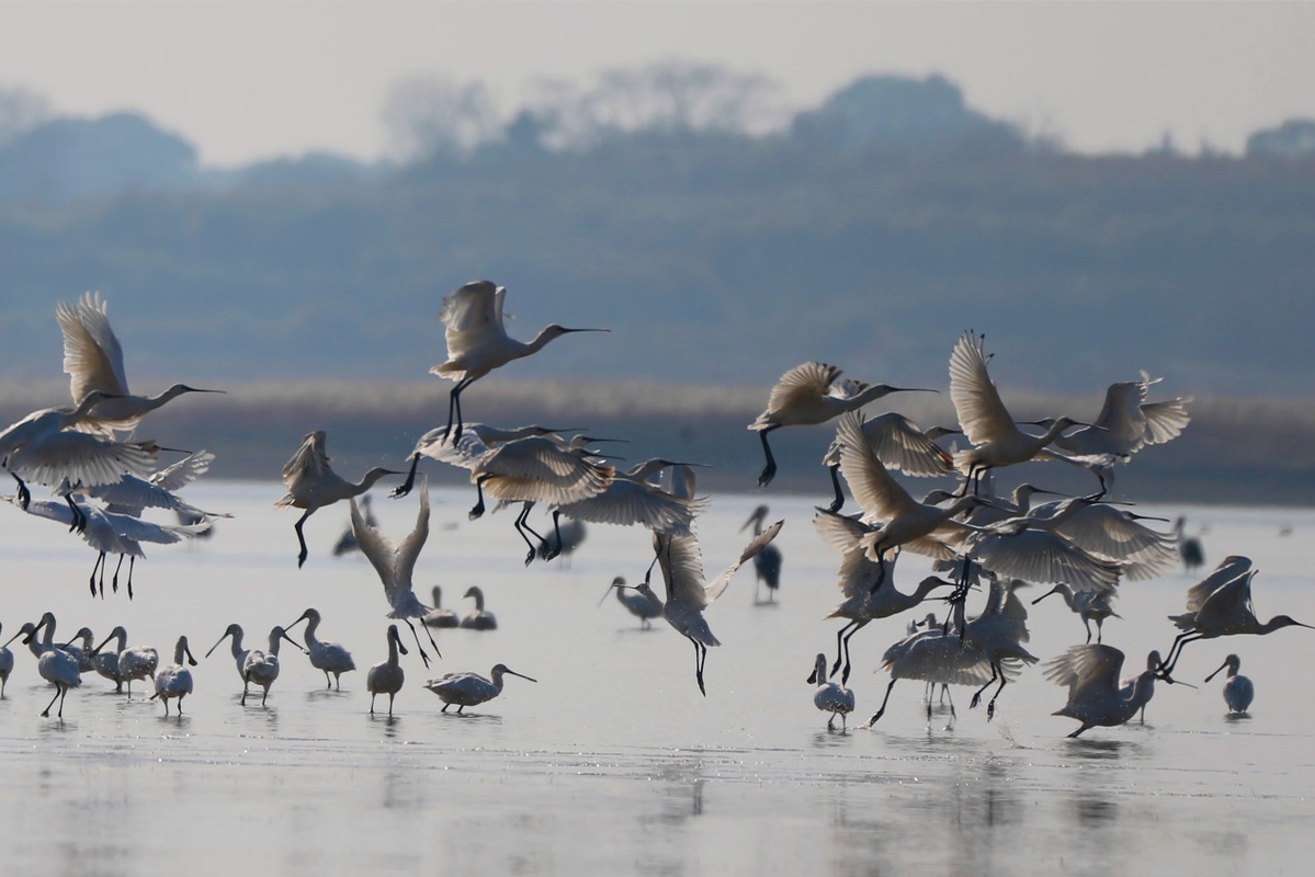 鄱阳湖已飞抵候鸟3万余只 “先头部队”抵达时间较去年早11天-足够资源