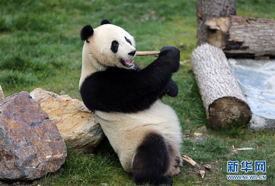 （图文互动）（1）四只大熊猫亮相“童话世界”九寨沟