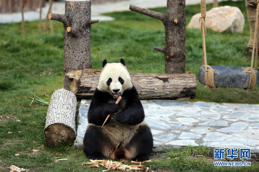 （图文互动）（3）四只大熊猫亮相“童话世界”九寨沟