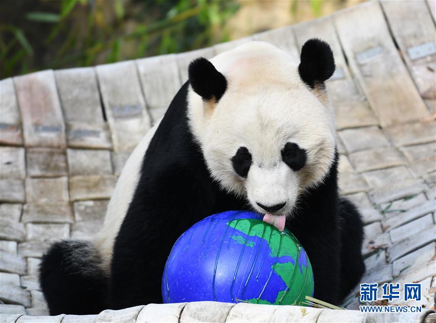（国际）（2）旅美大熊猫“贝贝”回国欢送活动启动