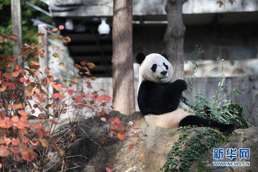 （国际）（4）旅美大熊猫“贝贝”回国欢送活动启动
