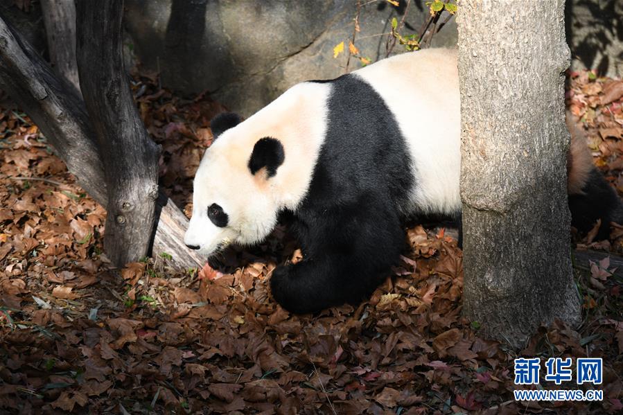 （国际）（5）旅美大熊猫“贝贝”回国欢送活动启动