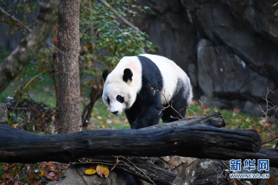 （国际）（1）旅美大熊猫“贝贝”启程回国