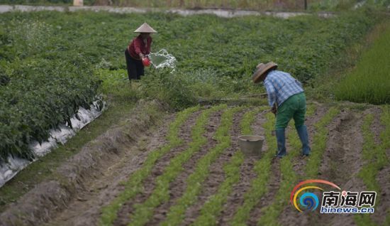 农户在田间地头忙碌着。海报集团全媒体中心记者 袁琛 摄