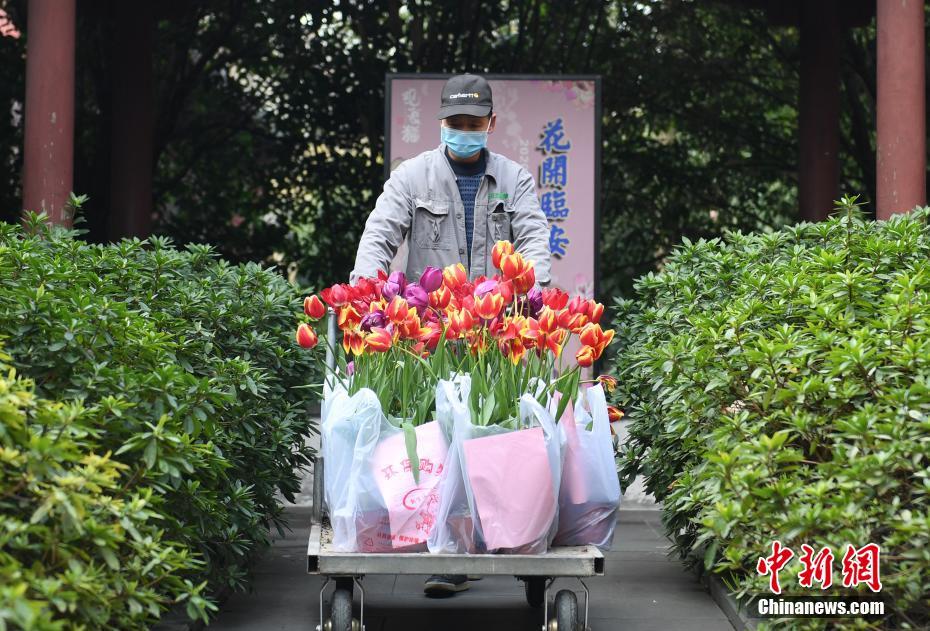 杭州西湖3000余盆鲜花送抗 疫 前线 中国日报网