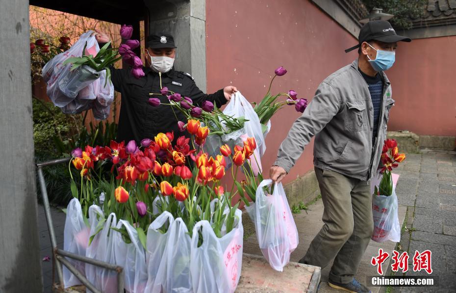 杭州西湖3000余盆鲜花送抗 疫 前线 中国日报网