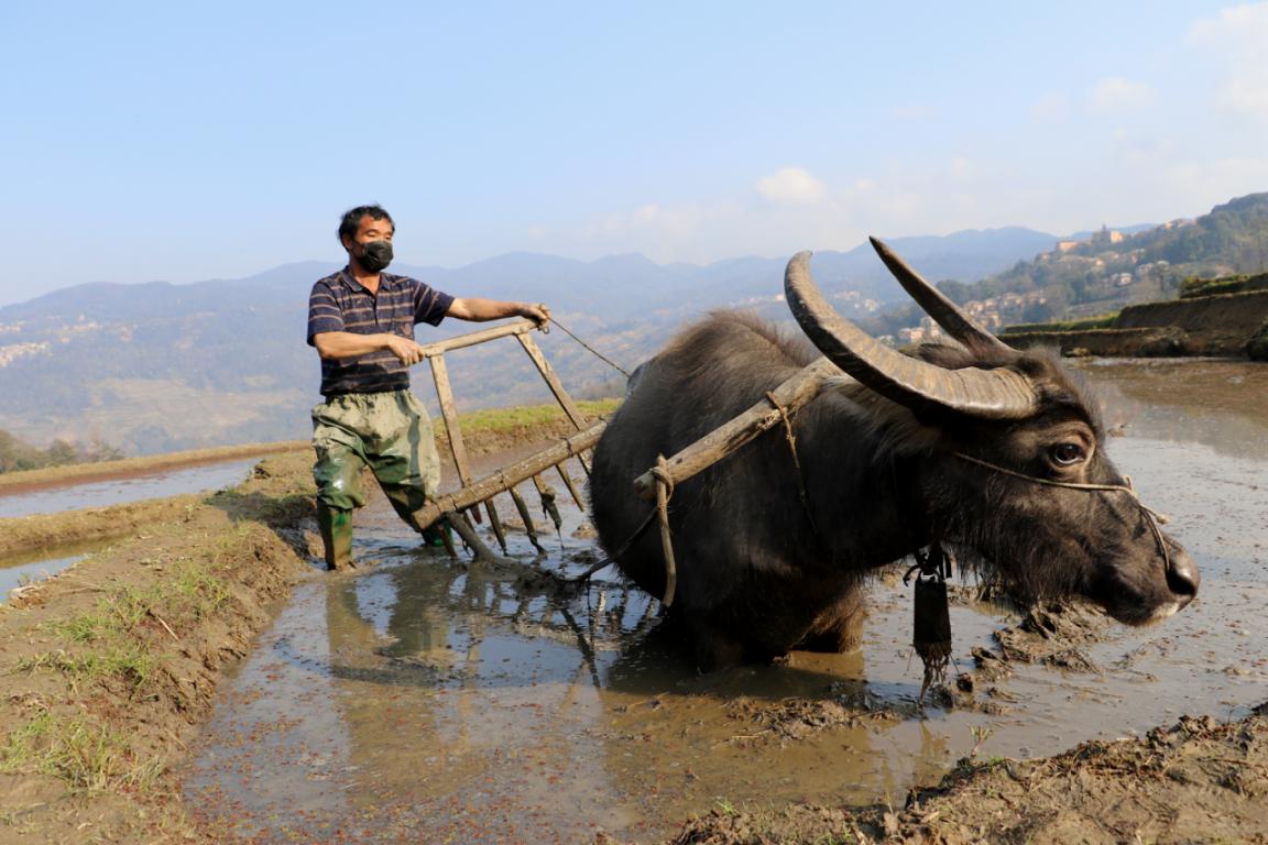 云南元阳又是一年春耕时村民春耕格外忙