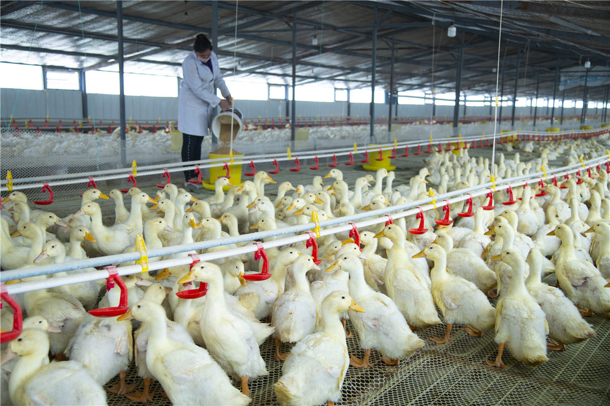 肉鸭产业复产复工,助农增收