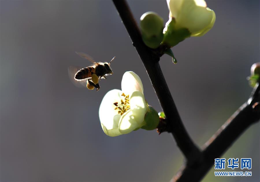 （环境）（4）上海：花开春意浓