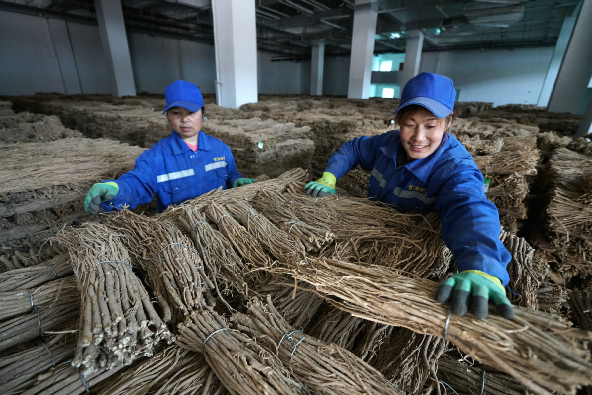 2020年3月19日,甘肃琦昆中药材仓储物流基地工人们正在加工黄芪片.