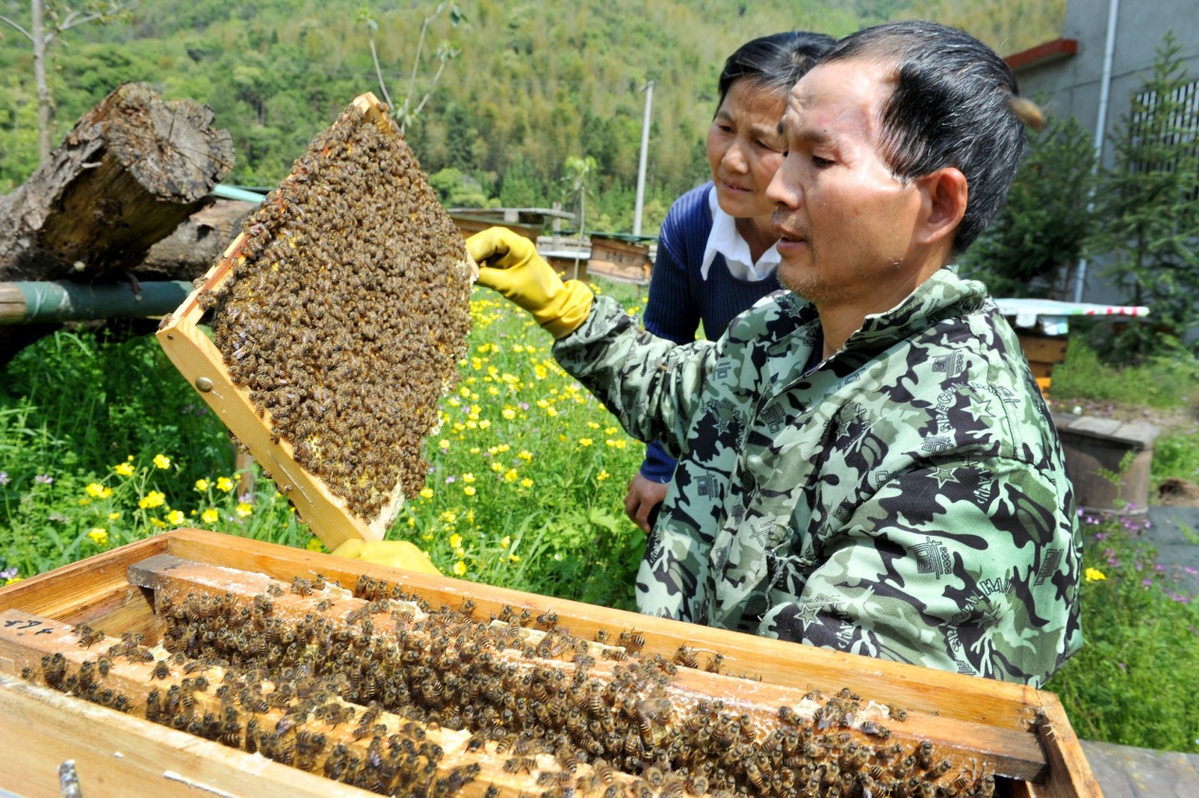 江西省鄱阳县农民王普育身残志坚凭借养蜂技术带动30余户农民养蜂致富