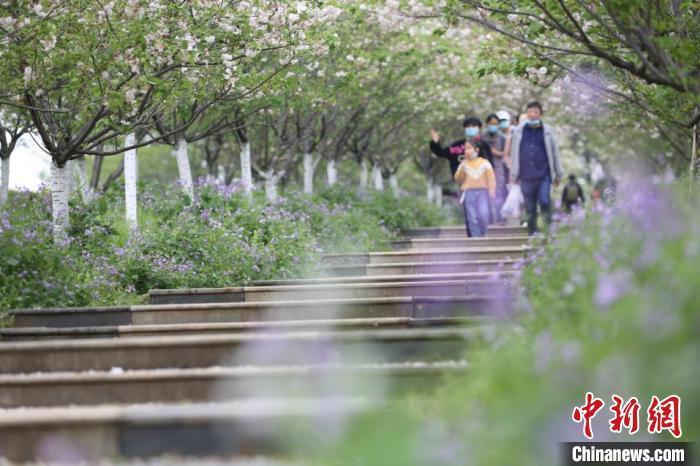 4月5日，江西省南昌市近郊凤凰沟景区万株樱花绽放，春潮涌动，吸引了众多游客赏樱度假。　虞亮亮 摄
