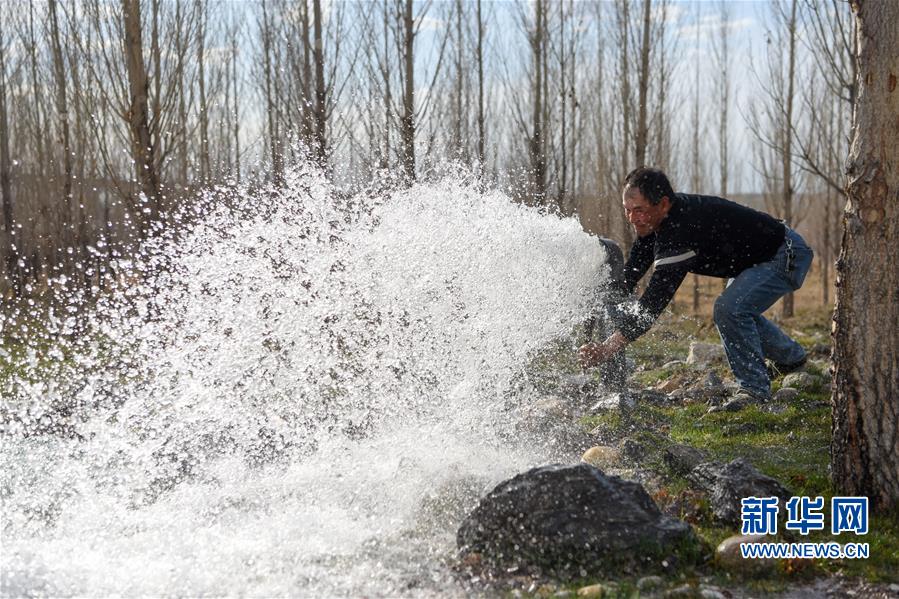 （环境）（2）新疆阿勒泰：戈壁滩上育树苗 中水回用助力绿化工程