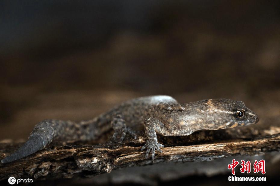 世界上最小的蜥蜴图片