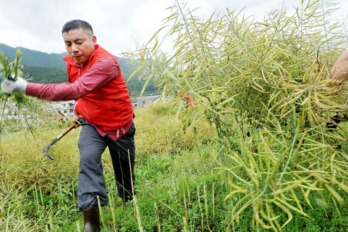 江西婺源十万亩油菜喜获丰收