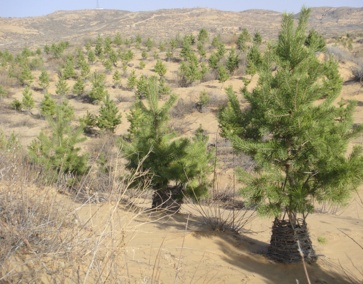 陕西林草植被大幅增加沙化土地面积持续减少