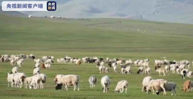 蒙古国 3万只羊 是羊肉 希望送给武汉人民 中国日报网