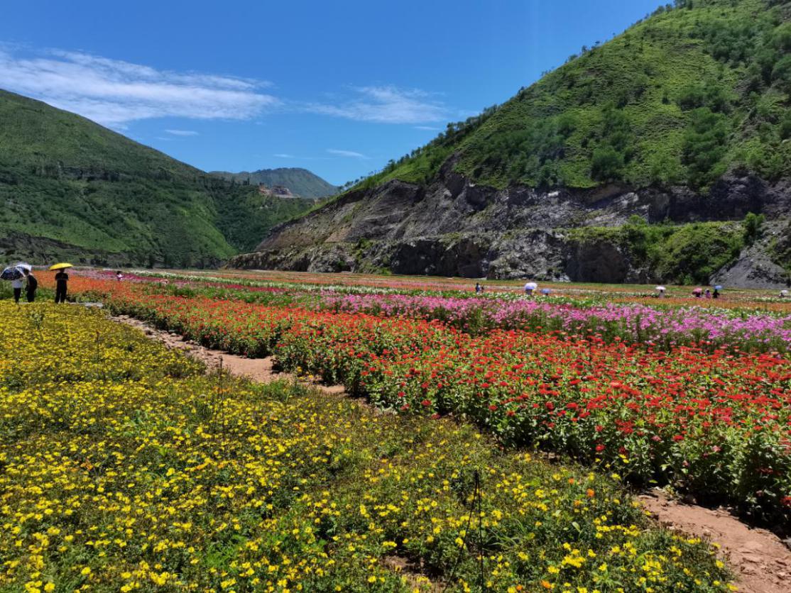 点赞云南东川近500亩尾矿库区成观光花海