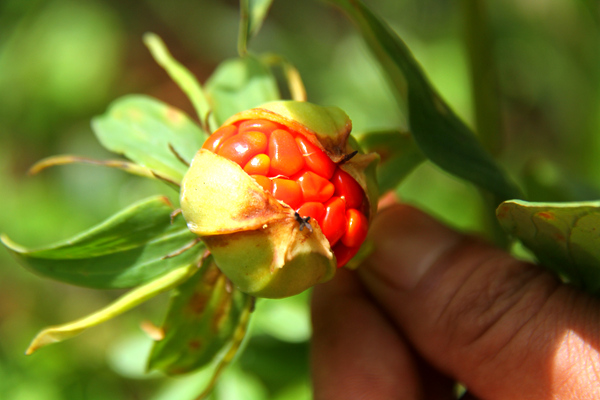 重楼果子红彤彤的(程浩 摄)