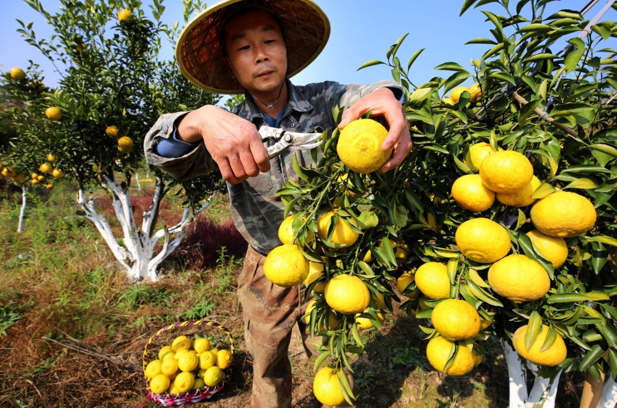 黄金柚树图片