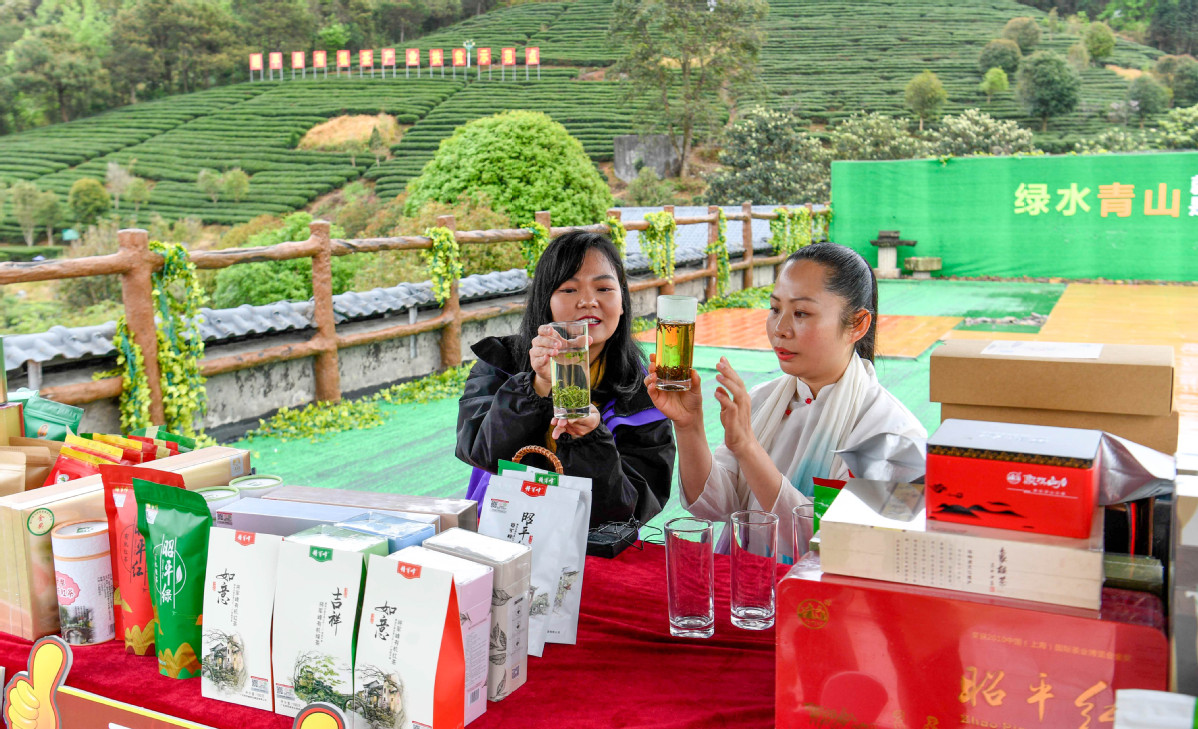 3月9日,广西昭平县在将军峰西坪有机茶基地里举办了2021年早春茶开采