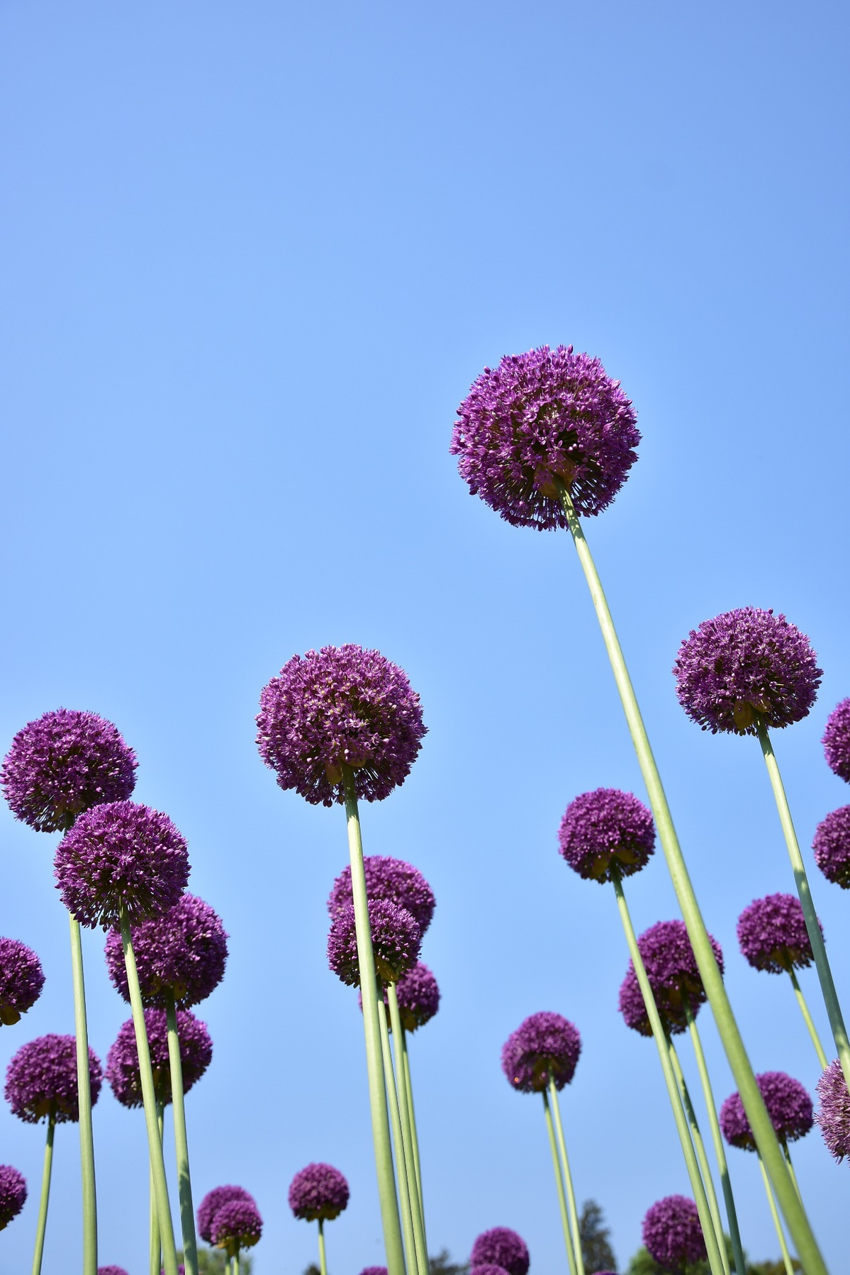昆明植物园第三届葱属植物专题展4月16日启幕