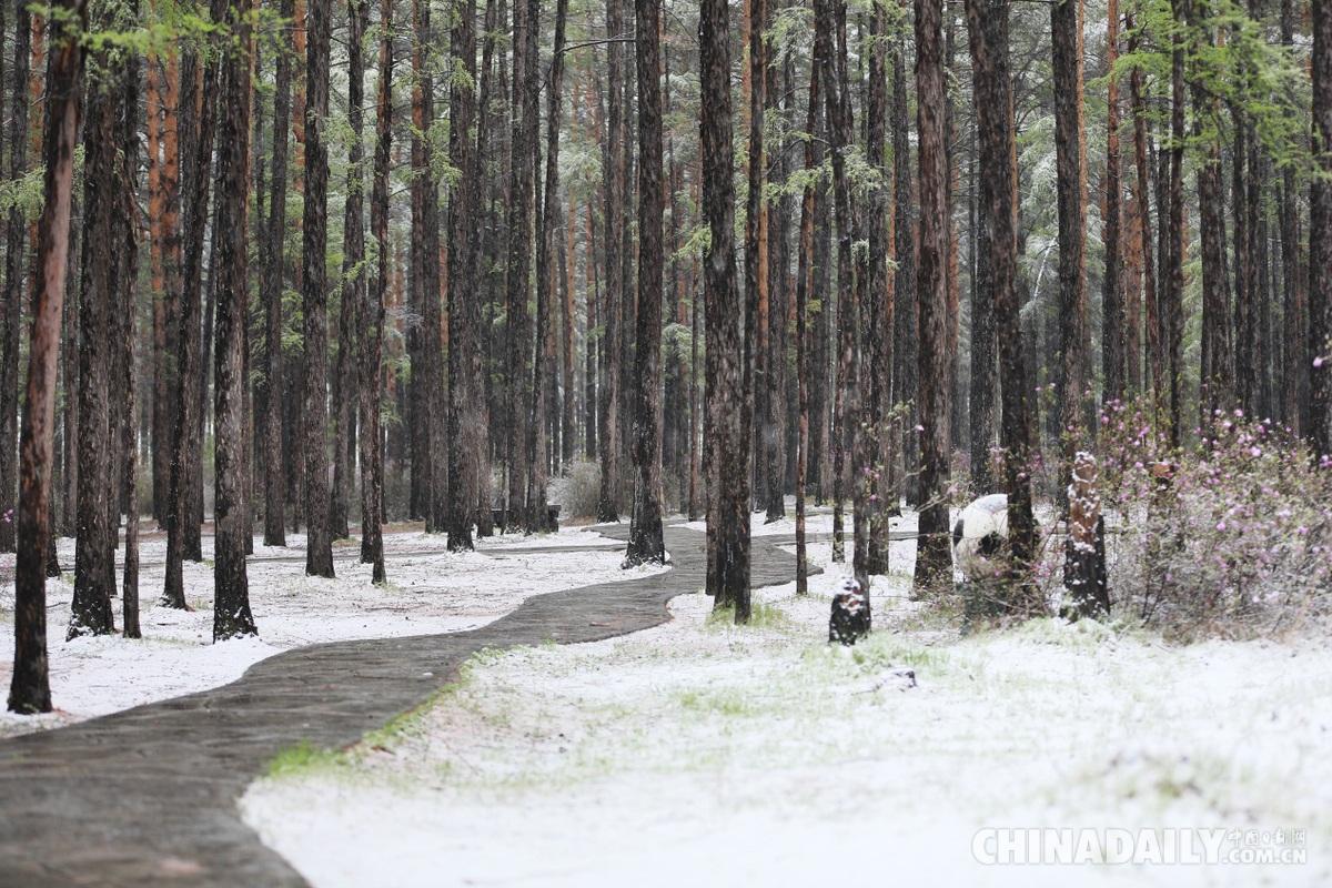 黑龙江漠河5月飞雪图片