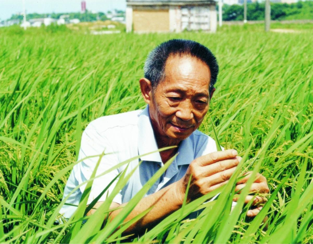 稻田老农 泽被苍生——缅怀杂交水稻之父袁隆平 