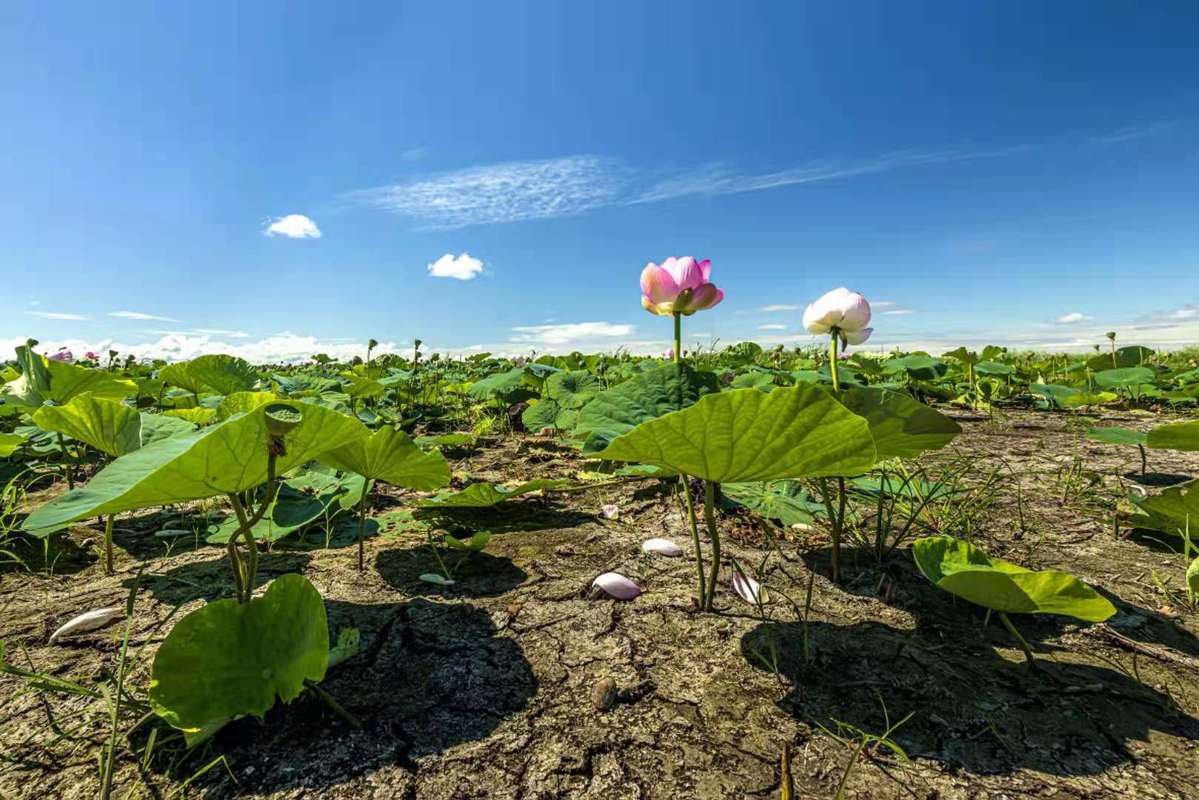 黑龙江密山旱地荷花花开正艳