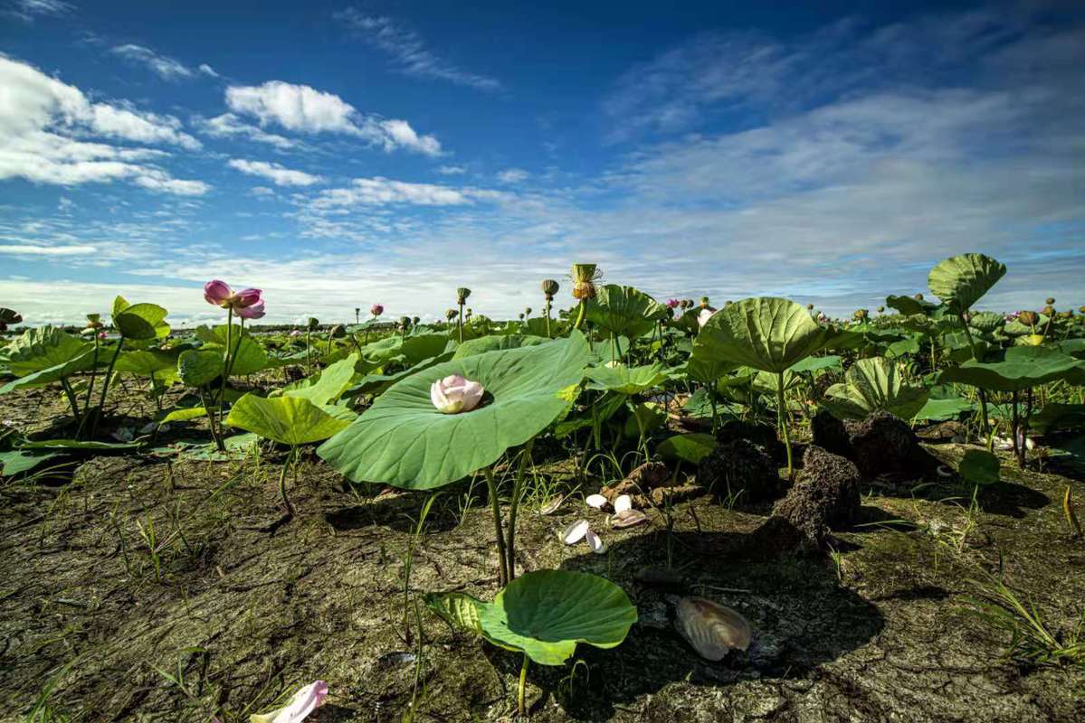 黑龙江密山:旱地荷花 花开正艳