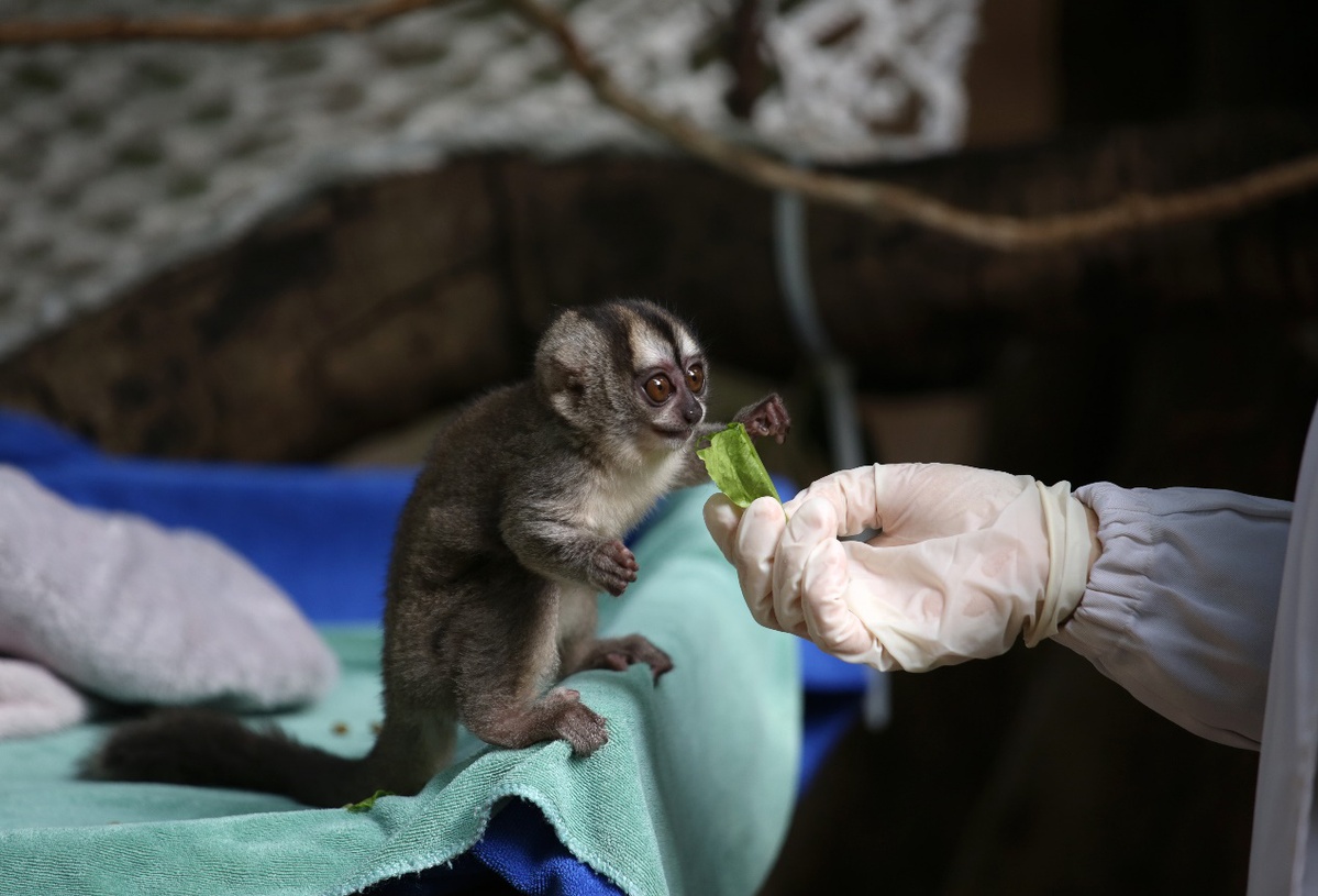 極危物種黑叢尾猴棉頂狨猴幼崽首次與遊客見面