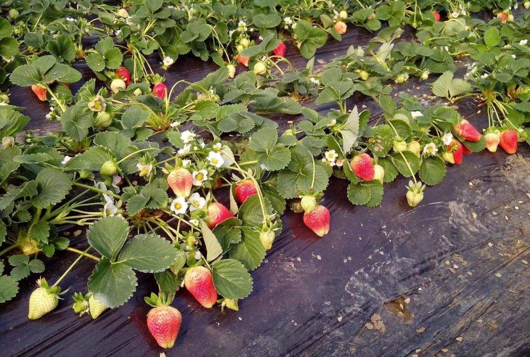 红红草莓园图片