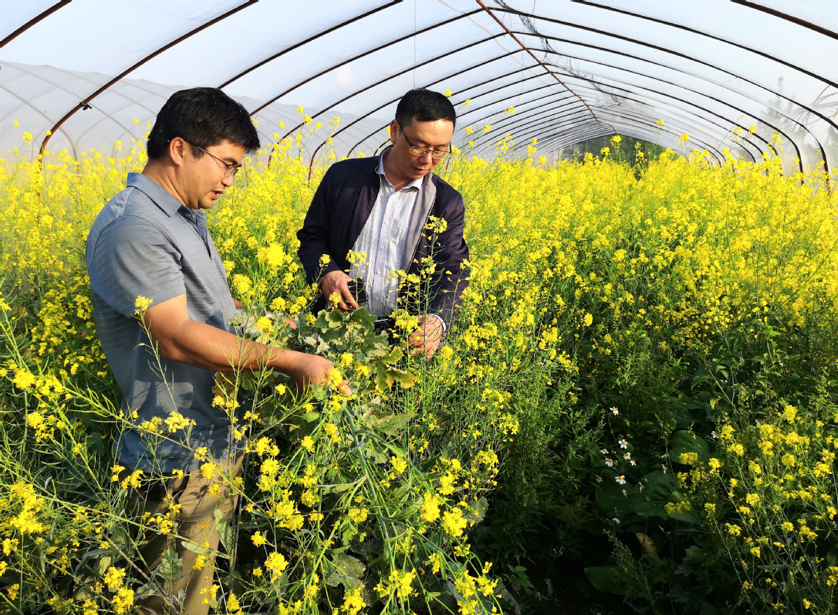 郑培忠与技术人员交流绿肥改良土壤试验成效