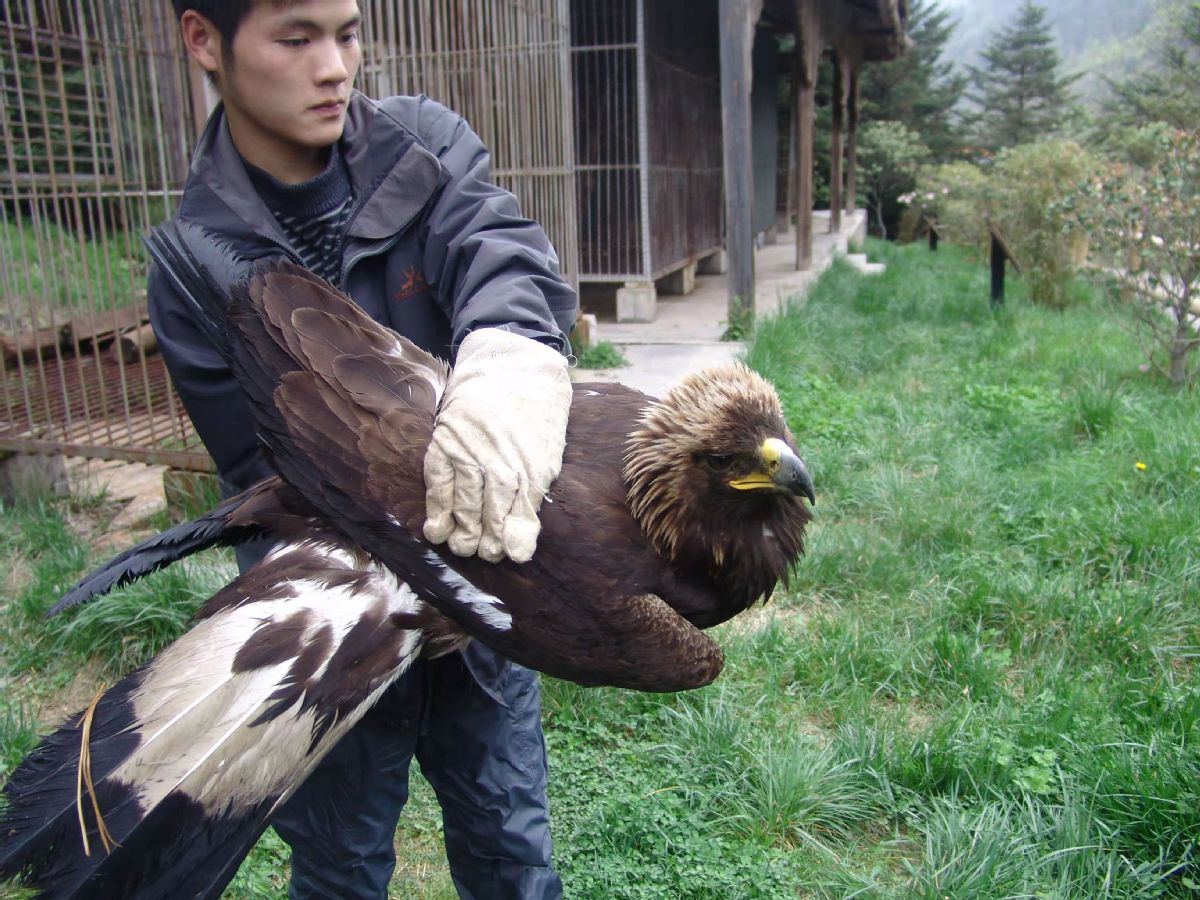 神農架國家公園數載真情守護千餘隻野生動物重返歸林