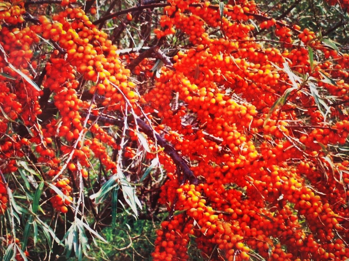 沙棘植株图片