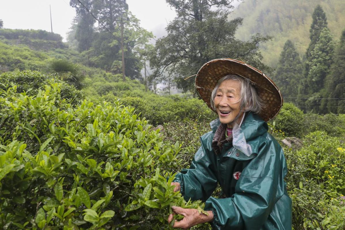 福建武夷山桐木村迎來繁忙製茶季