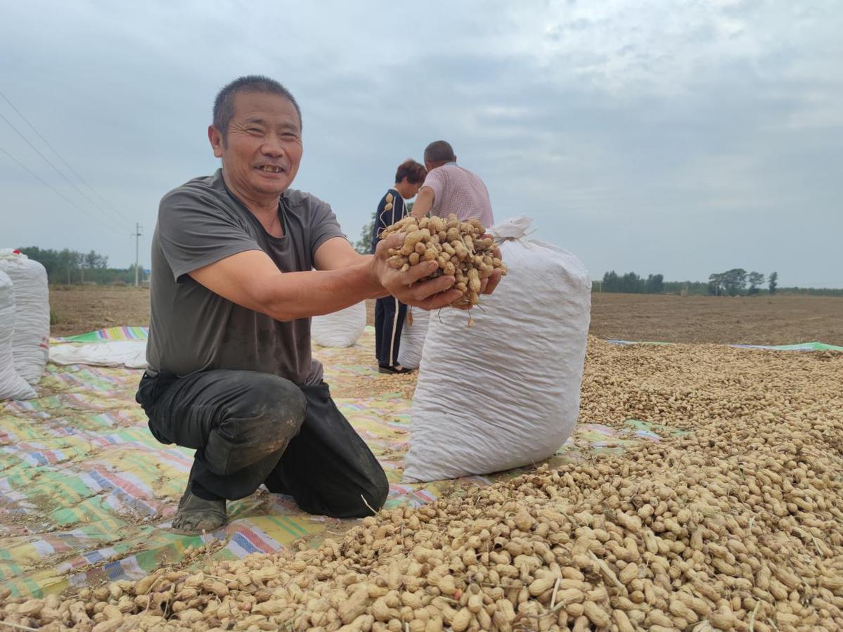 开封市尉氏县门楼任乡:花生喜丰收 农民笑开颜 - 中国日报网