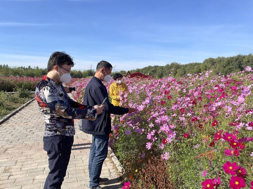 新疆农业博览园百亩菊花竞相绽放- 中国日报网