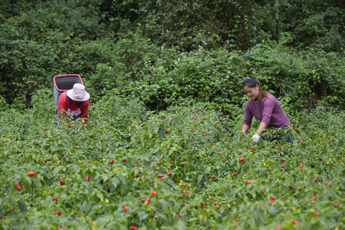 村民们正忙着采收草莓椒（汪沙 摄） _proc