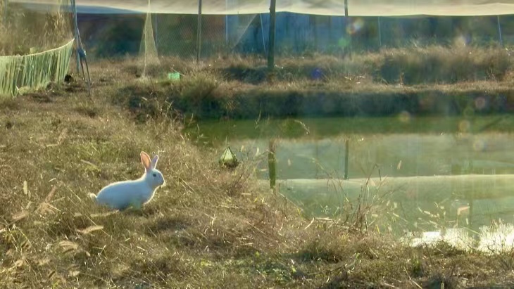 致富养殖泥鳅视频_致富经泥鳅养殖_致富养殖泥鳅怎么样