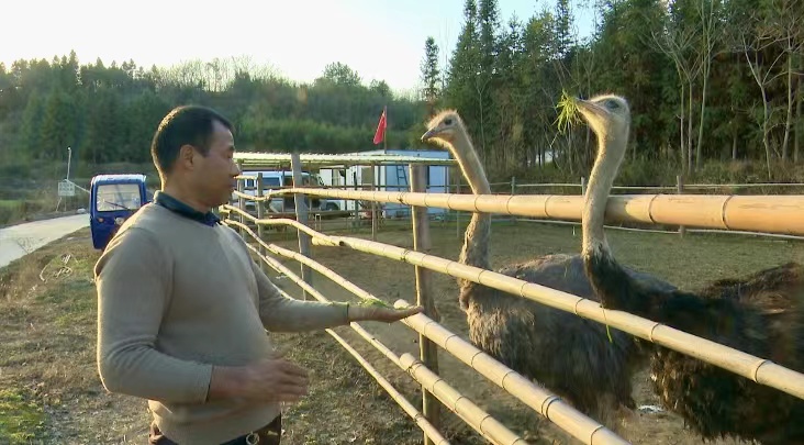 致富养殖泥鳅怎么样_致富经泥鳅养殖_致富养殖泥鳅视频