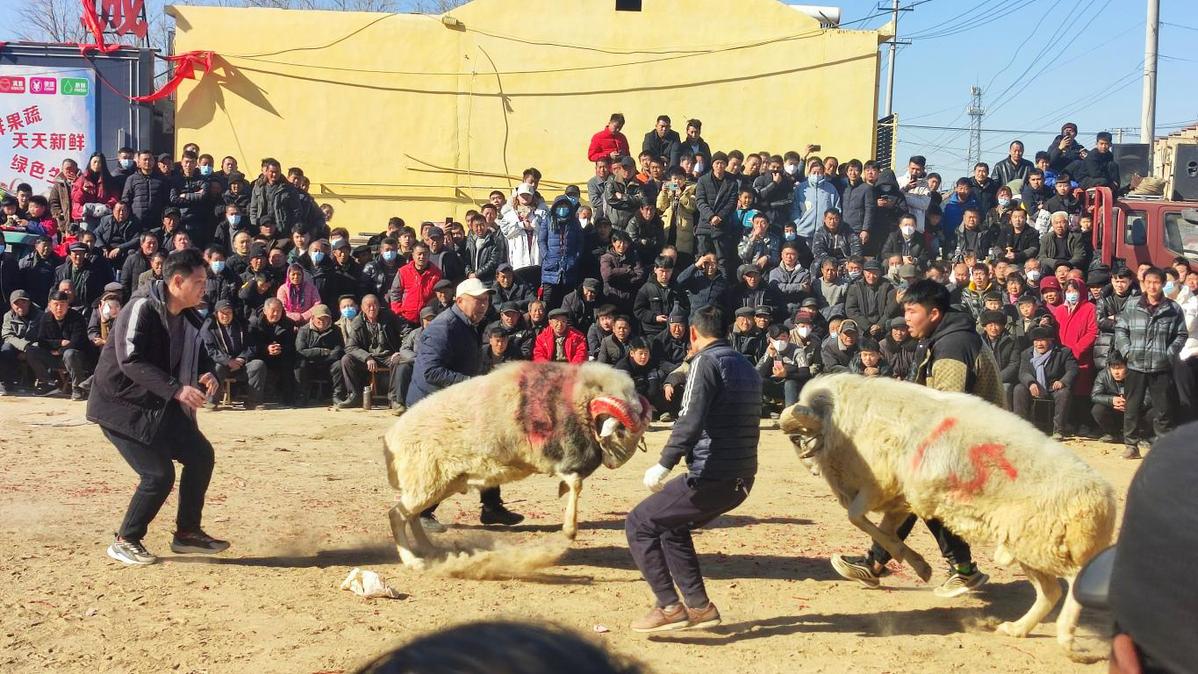 山东斗羊图片