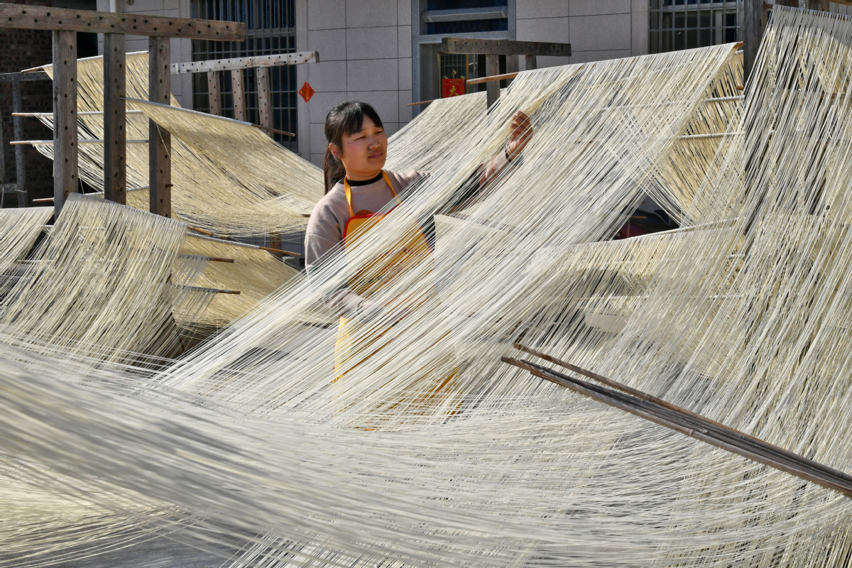 3月16日，在泉港区南埔镇凤翔村，寿面制作人正在仔细查看晾晒的寿面1。洪坤泽摄