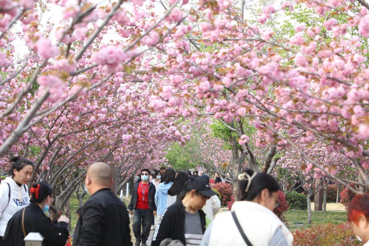 第七届中国（鹤壁）樱花文化节开幕式回放_凤凰网视频_凤凰网