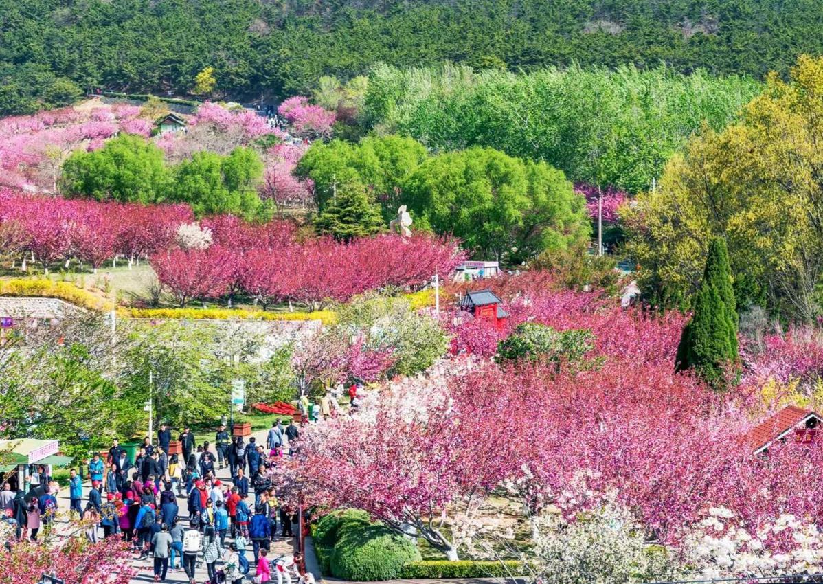 大连樱花节2021图片