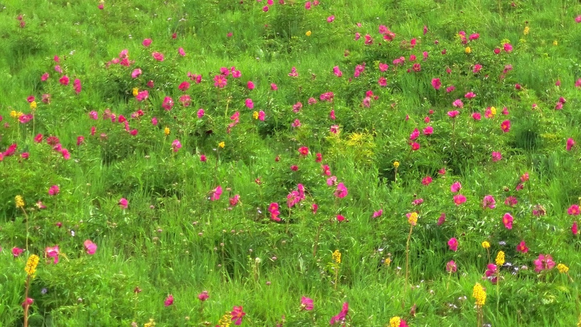 新疆:裕民山花開 賞花在當下 - 中國日報網