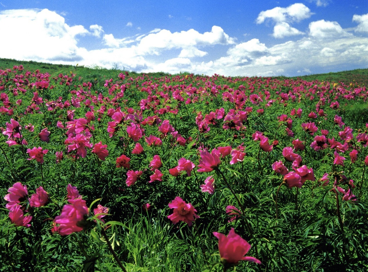 新疆:裕民山花开 赏花在当下