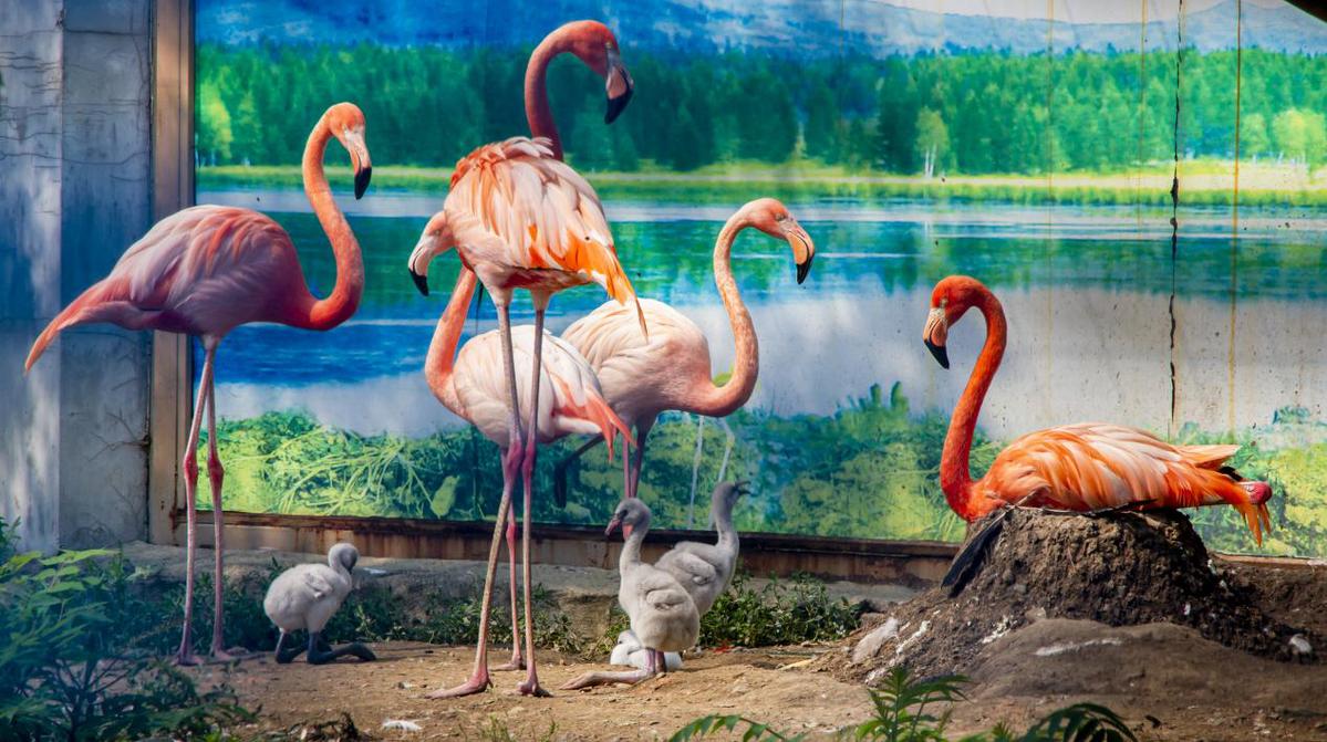 齐齐哈尔龙沙动植物园火烈鸟自2016年首次高纬度繁育成功后,截至今年
