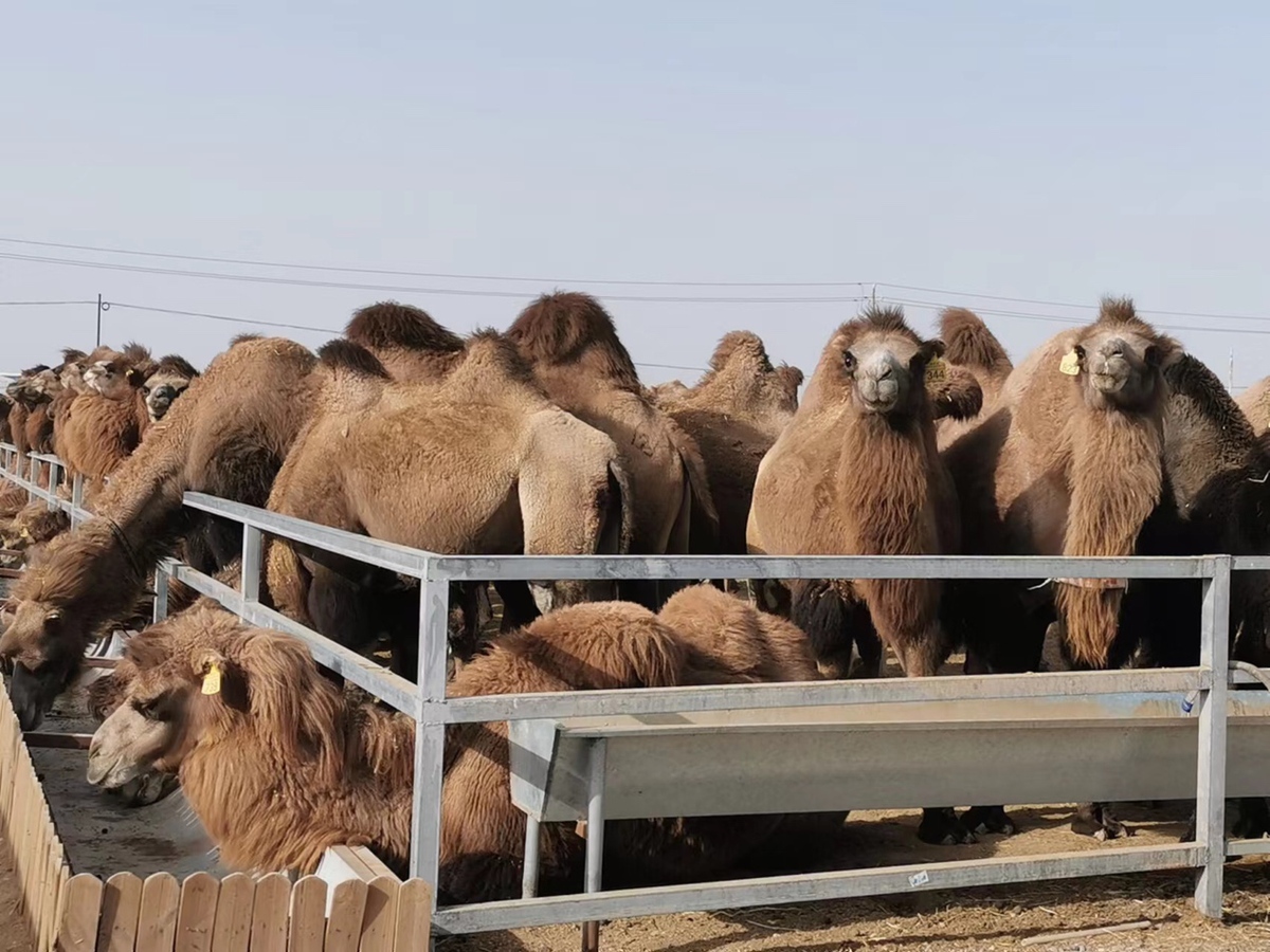 康养驼城,秘境柯坪:新疆骆驼产业发展研讨会于10月20日在柯坪举行