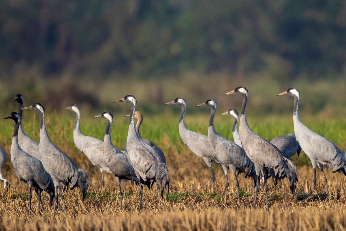 长沙讯 每年的11月初是我最期待的时候,除了大量的小天鹅会准时来到东